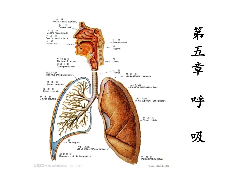 生理学（韩玉霞）第五章-呼吸