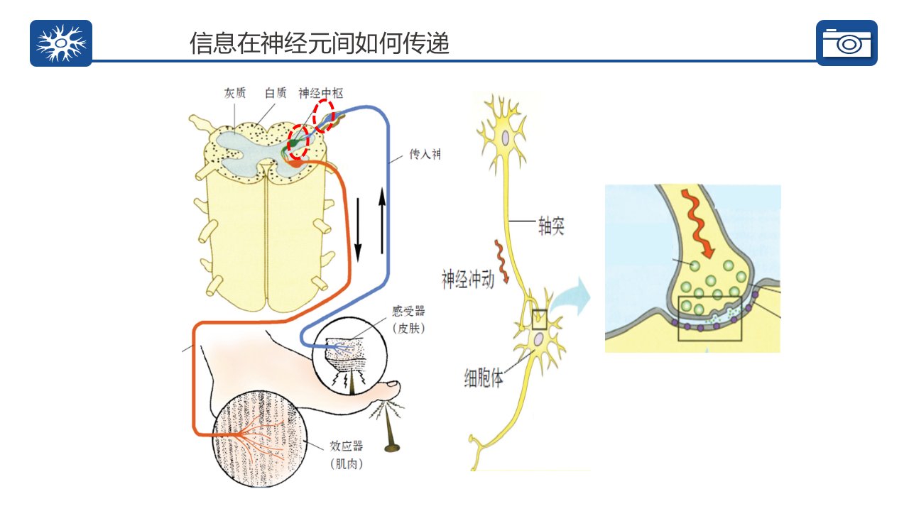 信息在神经元之间的传递ppt课件