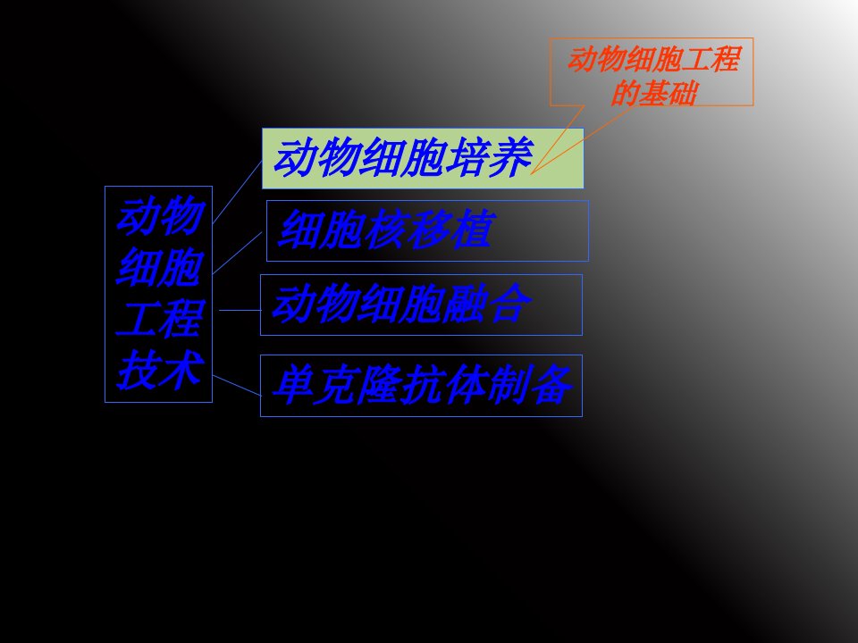 分瓶细胞株细胞细胞系动物细胞培养过程