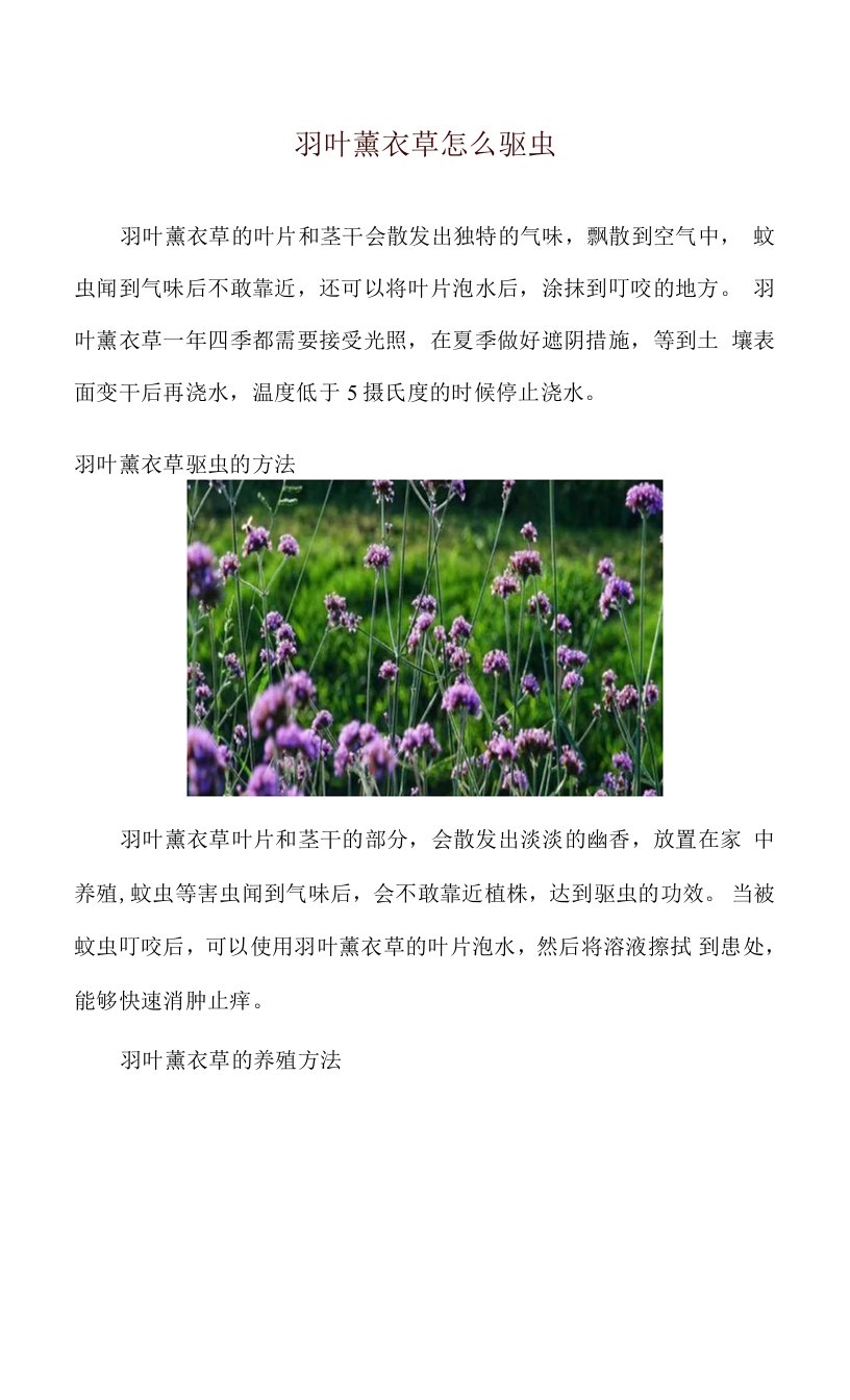 羽叶薰衣草怎么驱虫