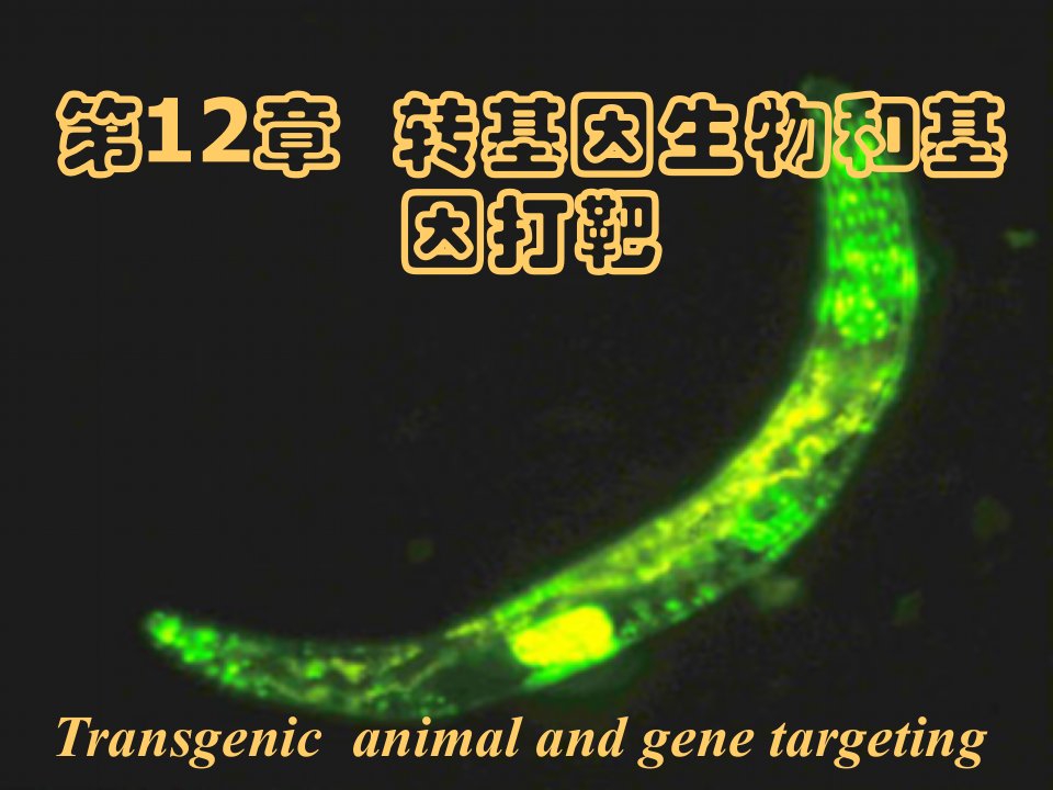 生物科技-转基因生物和基因打靶