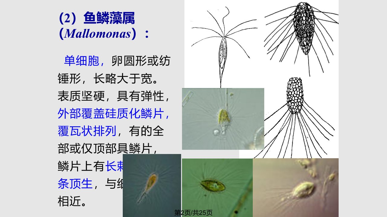 水生化学金藻门黄藻门