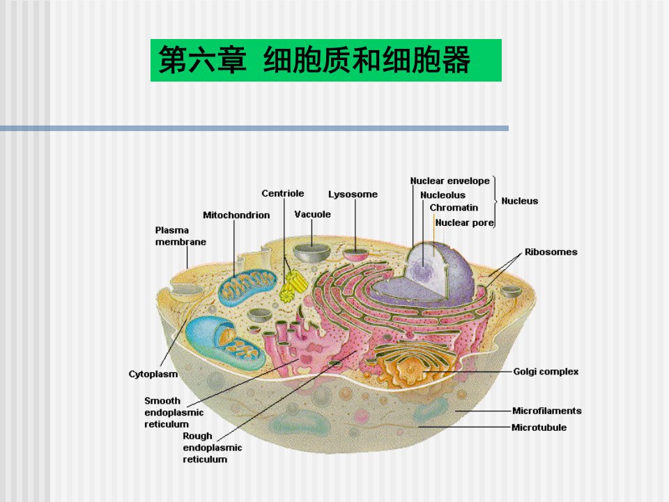 细胞质和细胞器