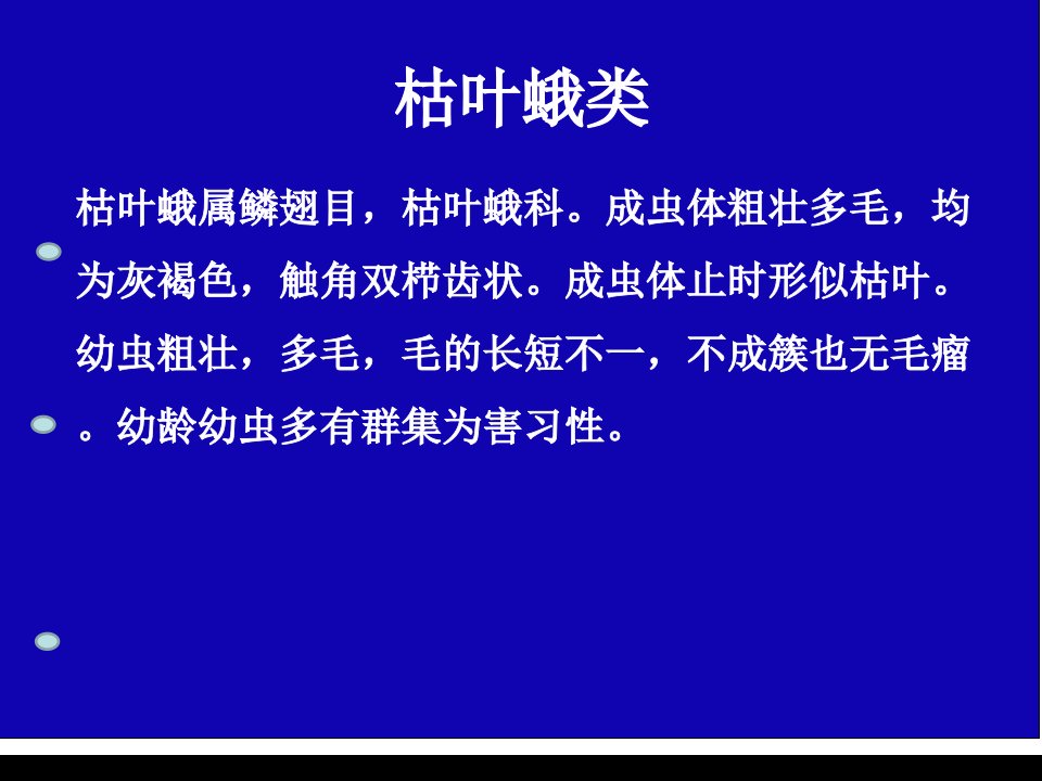 枯叶蛾类枯叶蛾属鳞翅目