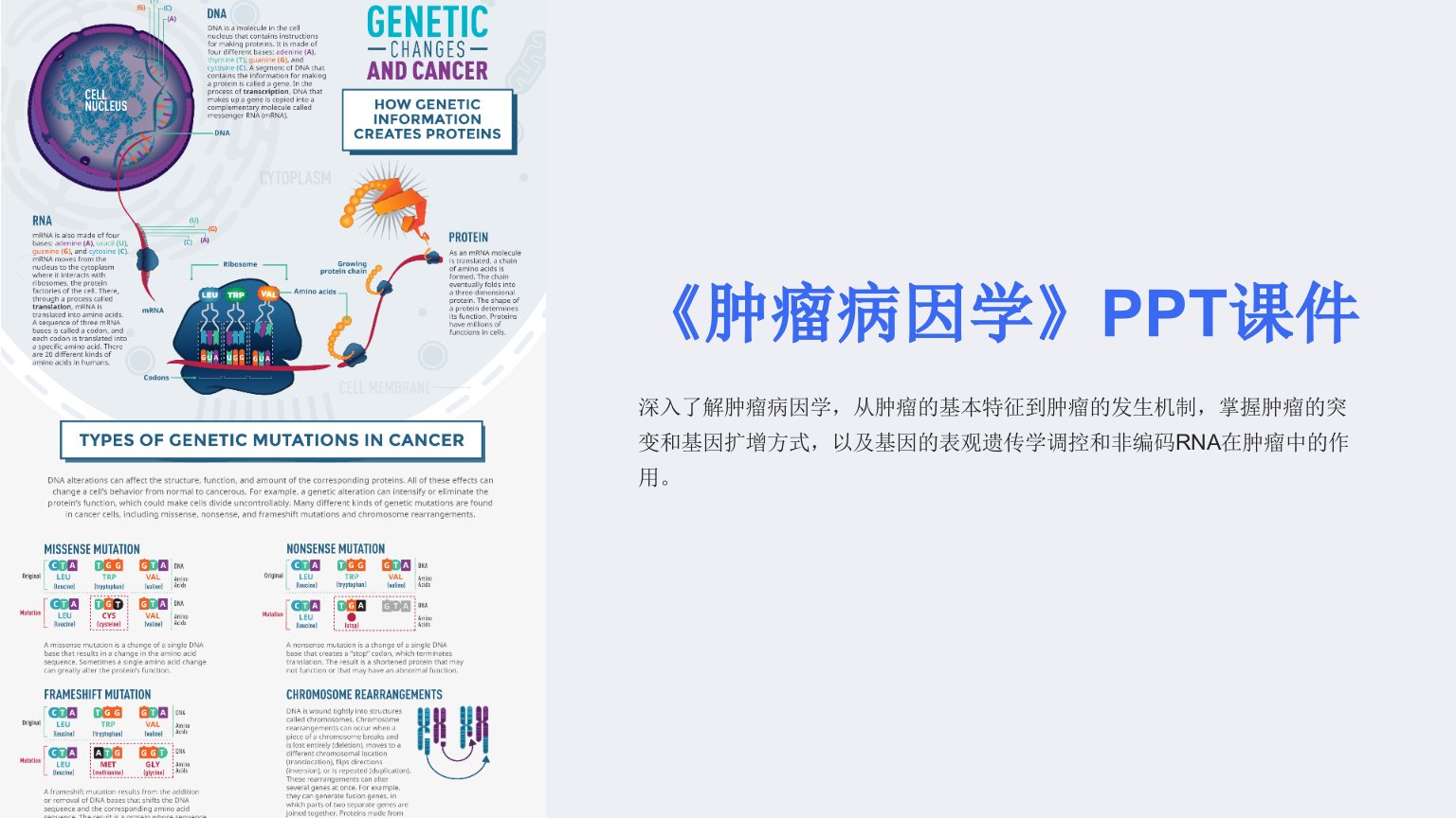 《肿瘤病因学》课件