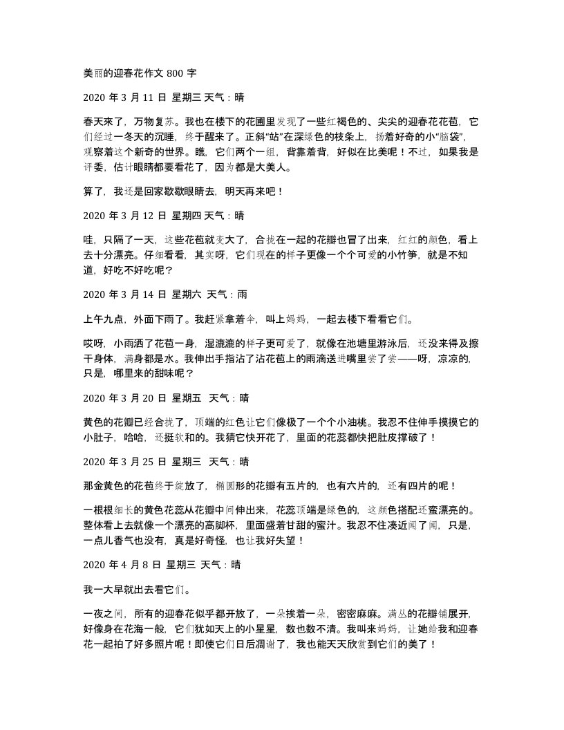 美丽的迎春花作文800字