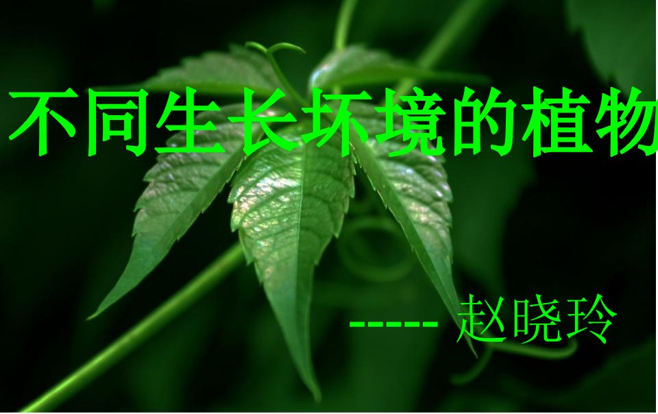 大班上册科学不同生长坏境的植物ppt课件