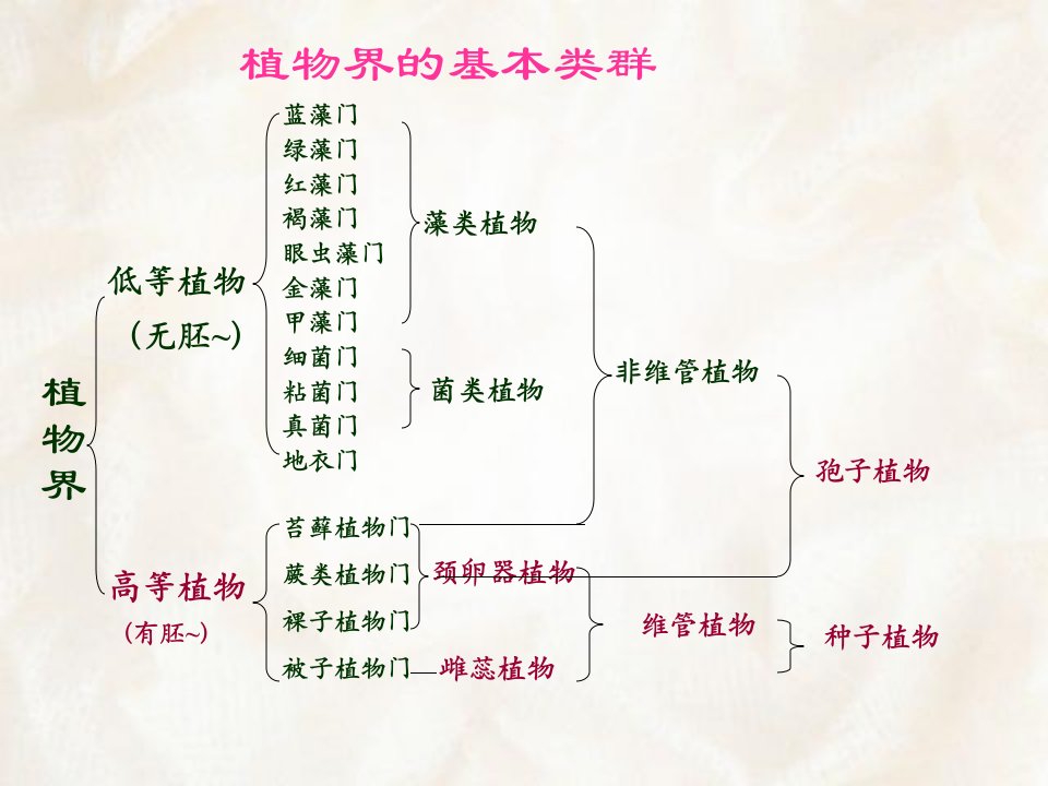 《苔藓蕨类恢复》PPT课件