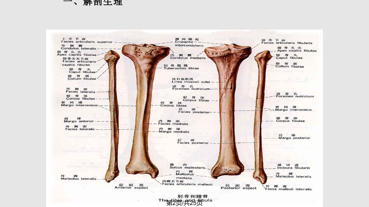 胫腓骨骨折护理要点