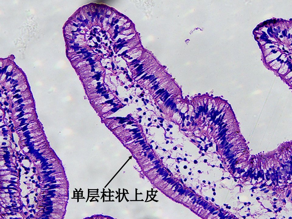 本科实验无皮肤无眼复习