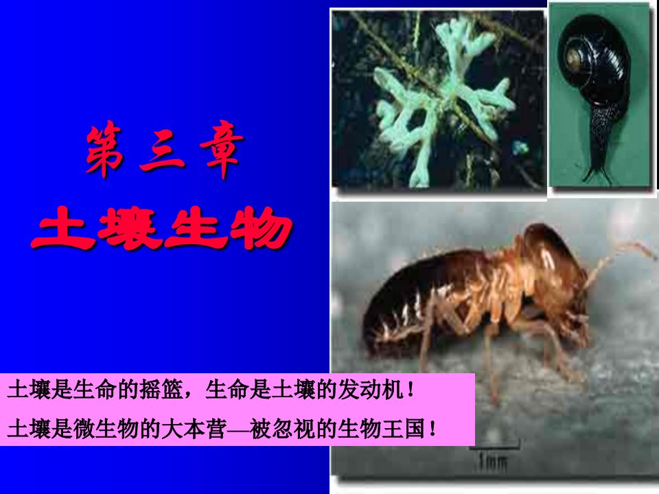 第三章土壤生物森林土壤课件