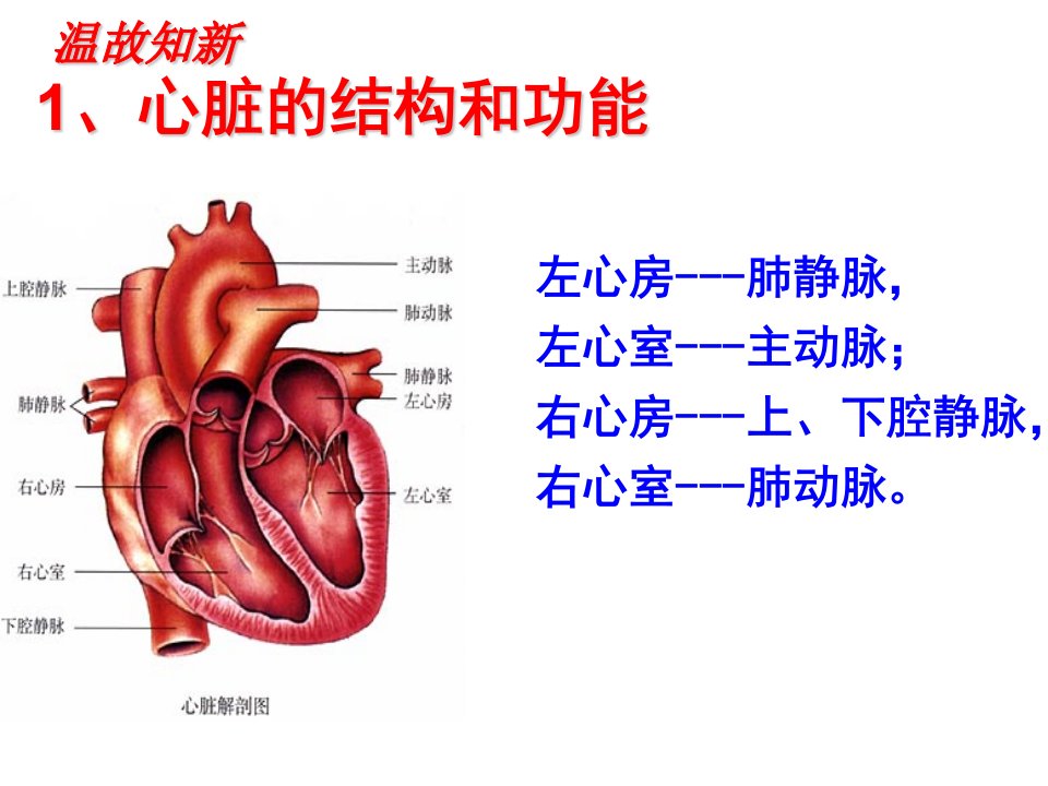 心脏---血液循环ppt课件