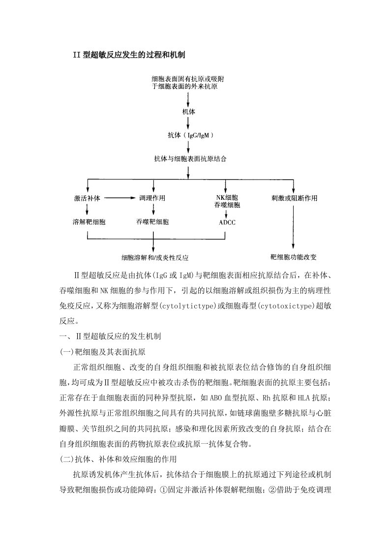 II型超敏反应发生的过程与机制