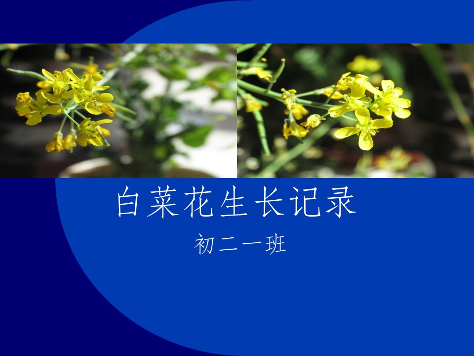 植物生长记录-白菜花篇(寒假)ppt课件