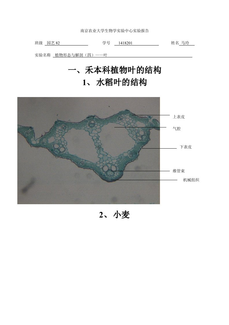 植物学实验植物形态与解剖(四)——叶