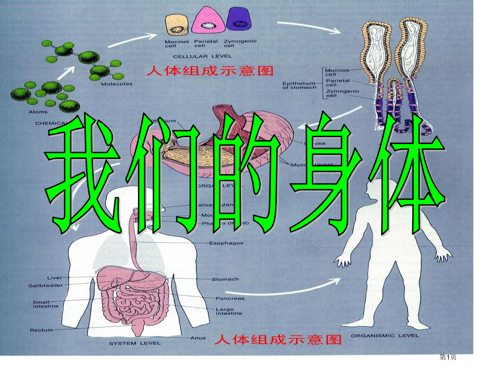 我们的身体2青岛版五年制五年级科学上册市名师优质课比赛一等奖市公开课获奖课件