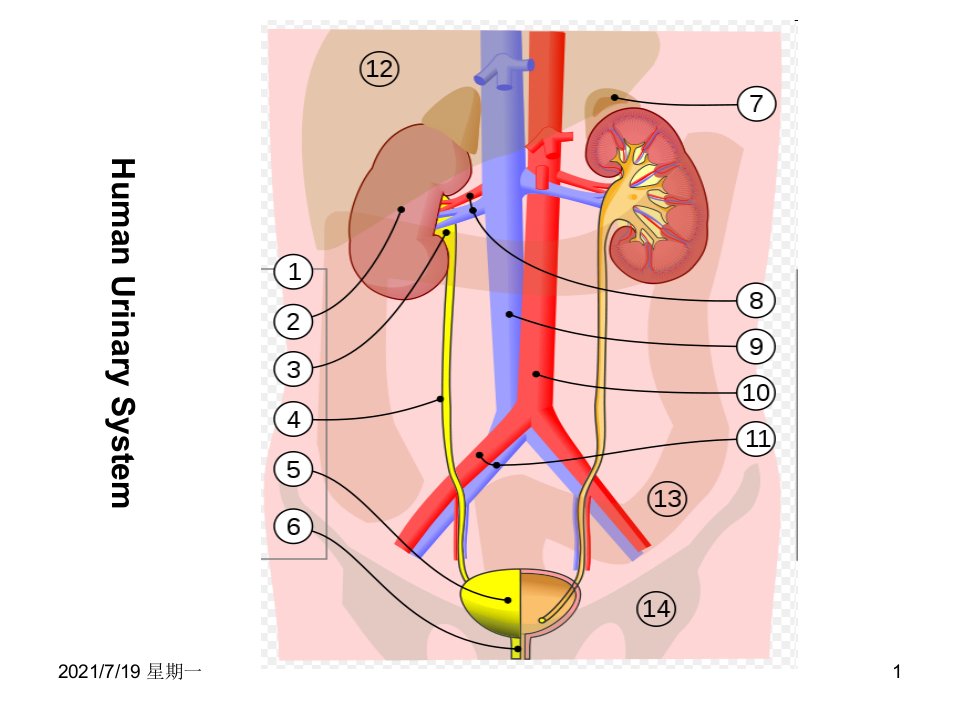 医学专题泌尿系统动物模型