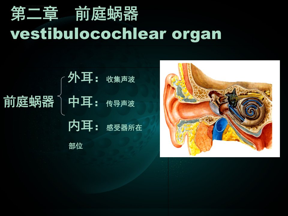 系统解剖学课件-前庭蜗器