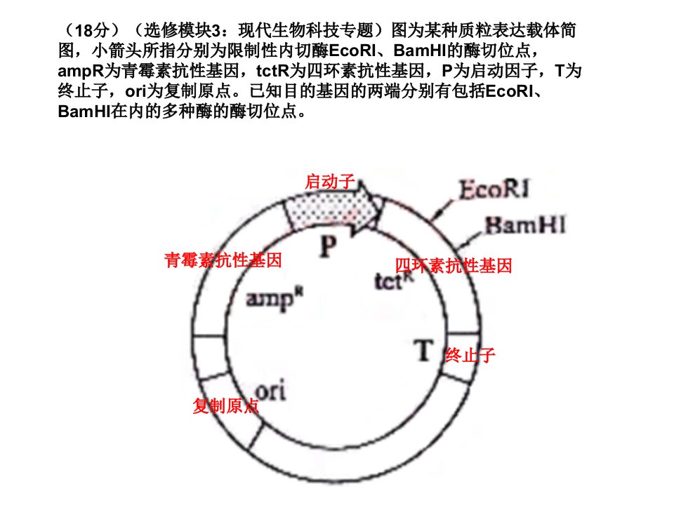 生物精品竞赛：基因工程的应用(新人教版选修3)课件