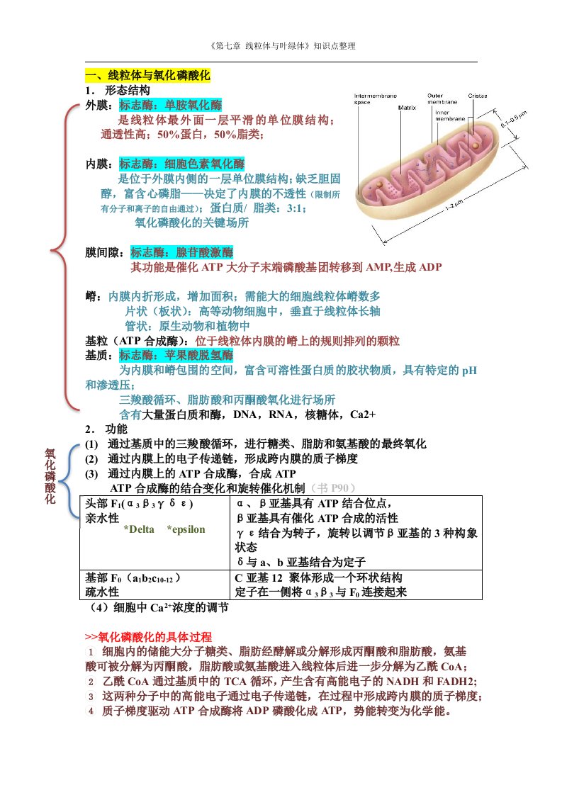 细胞生物学第七章线粒体与叶绿体知识点整理