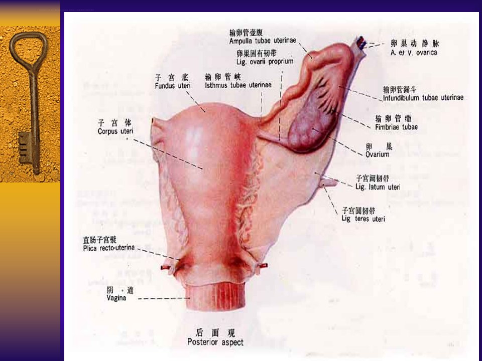 卵巢癌的手术治疗进展高碧燕描述ppt课件