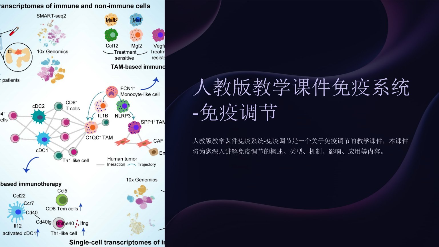 人教版教学课件免疫系统-免疫调节