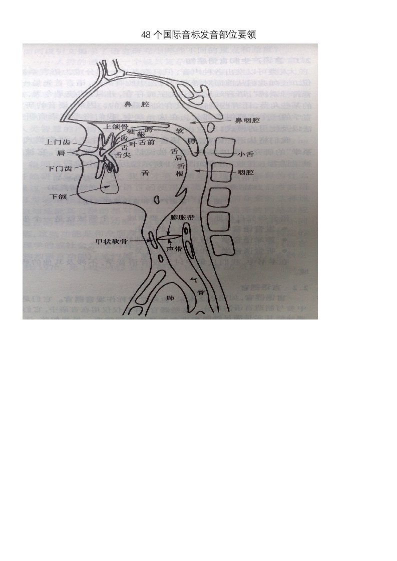 48个国际音标发音部位要领