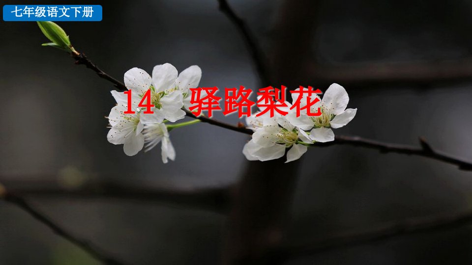 部编版七年级下册语文14-驿路梨花课件