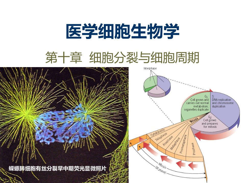 医学细胞生物学：第十章