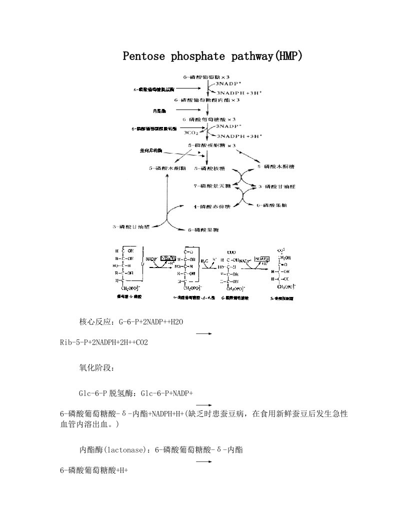 5'-戊糖磷酸化