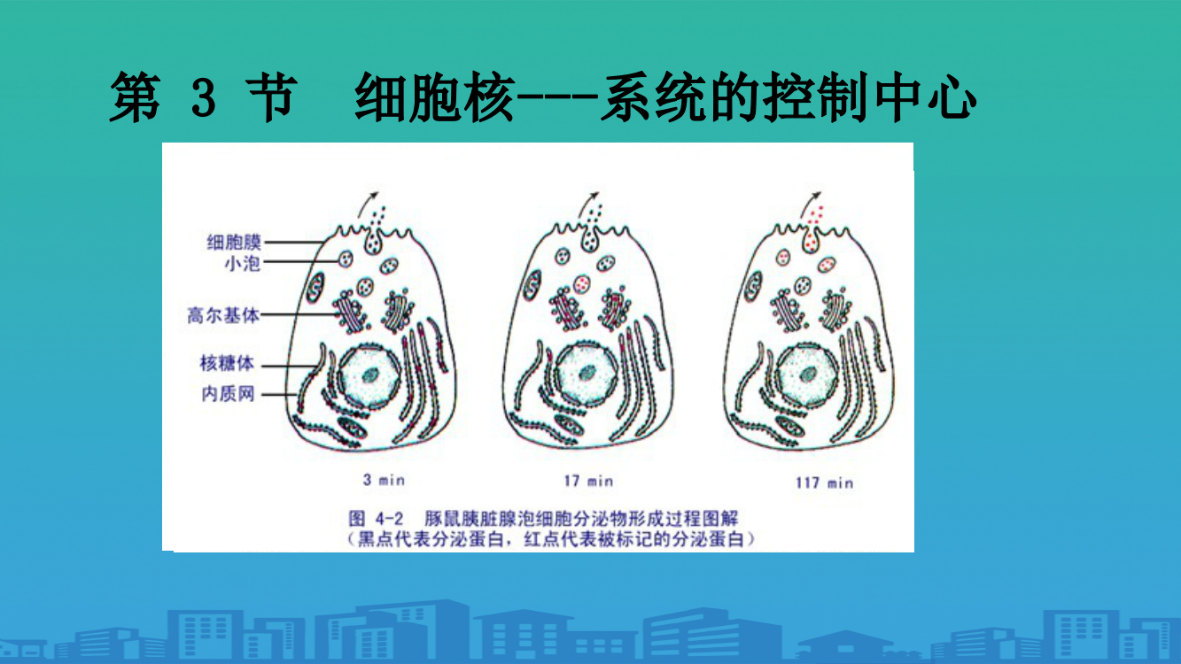 细胞核的结构与功能(14张PPT)