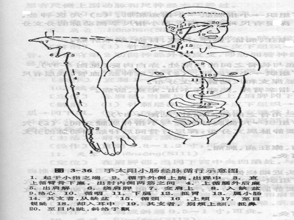 手太阳小肠经课件