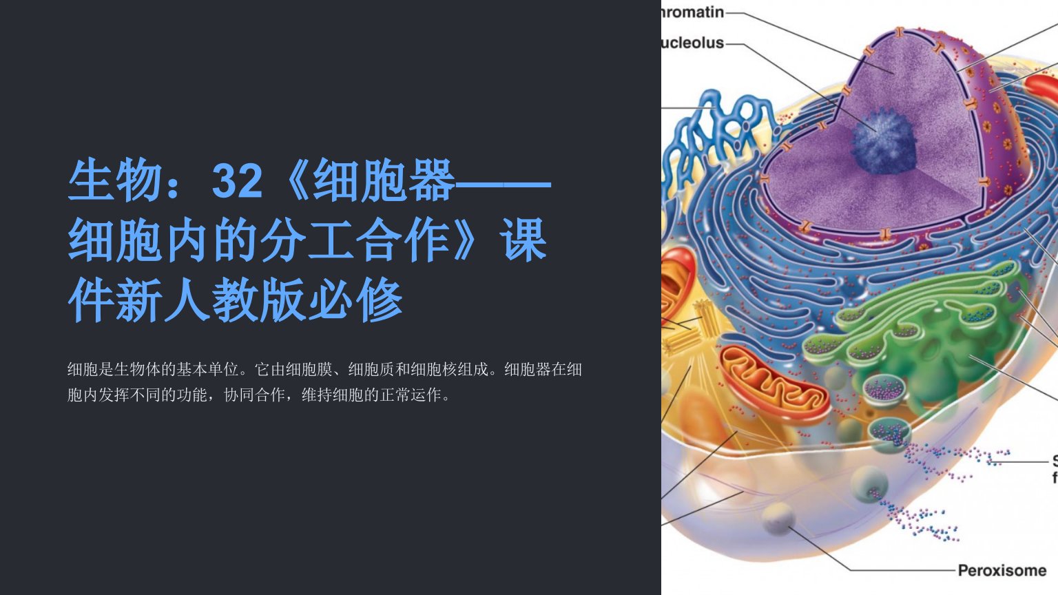 生物：32《细胞器——细胞内的分工合作》课件新人教版必修