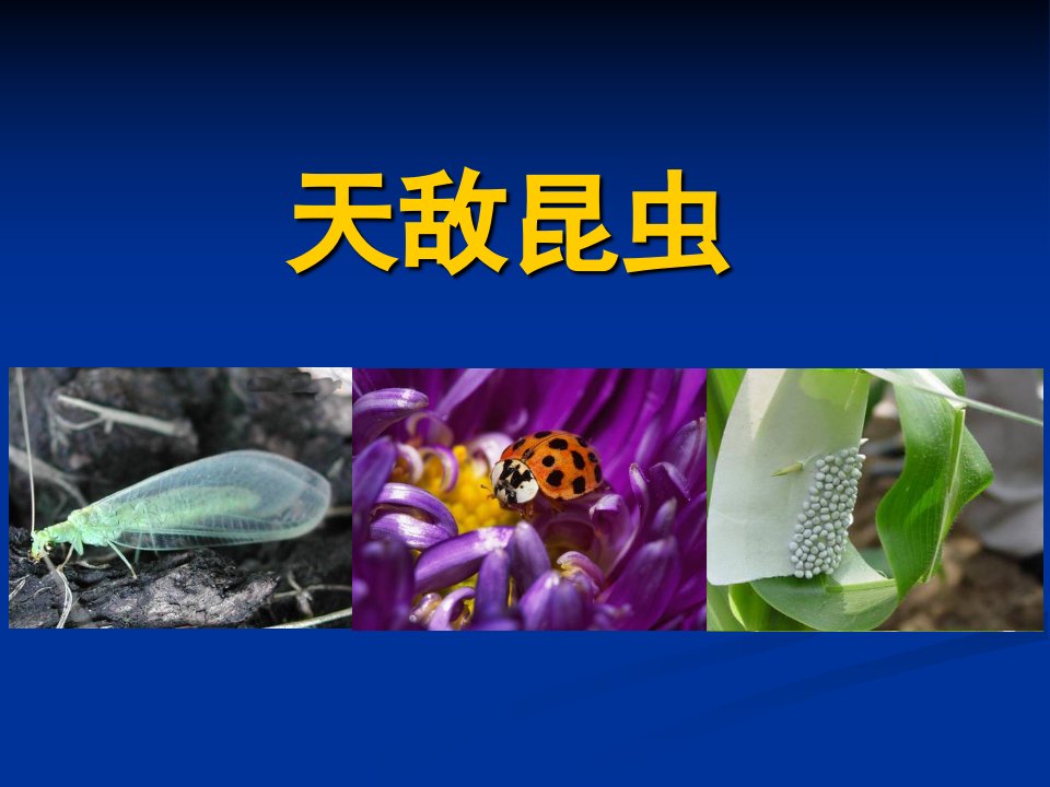 天敌昆虫-课件（ppt·精·选）