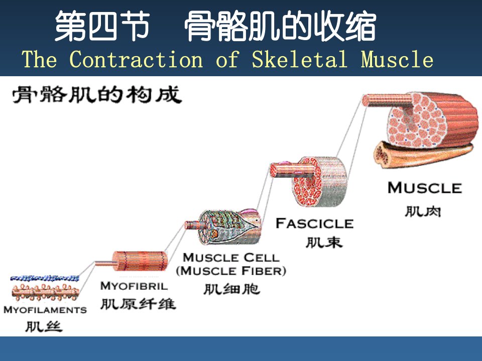 细胞生理4骨骼肌收缩