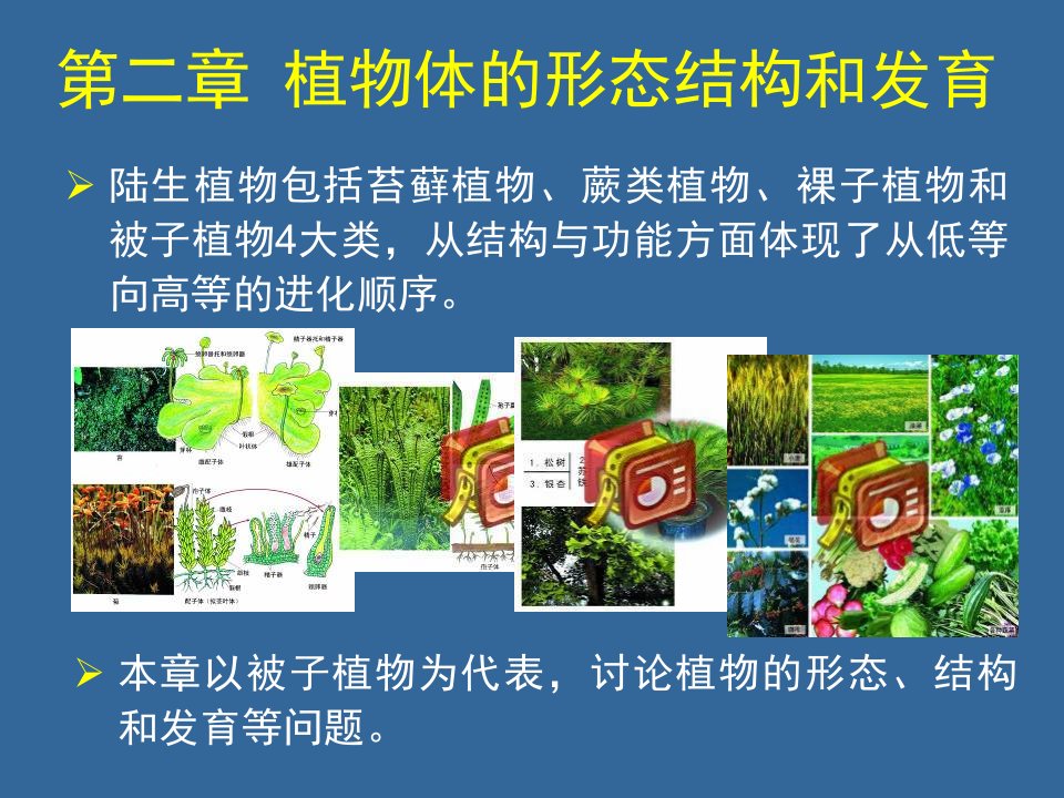 植物学课件第二章营养器官建成教学提纲