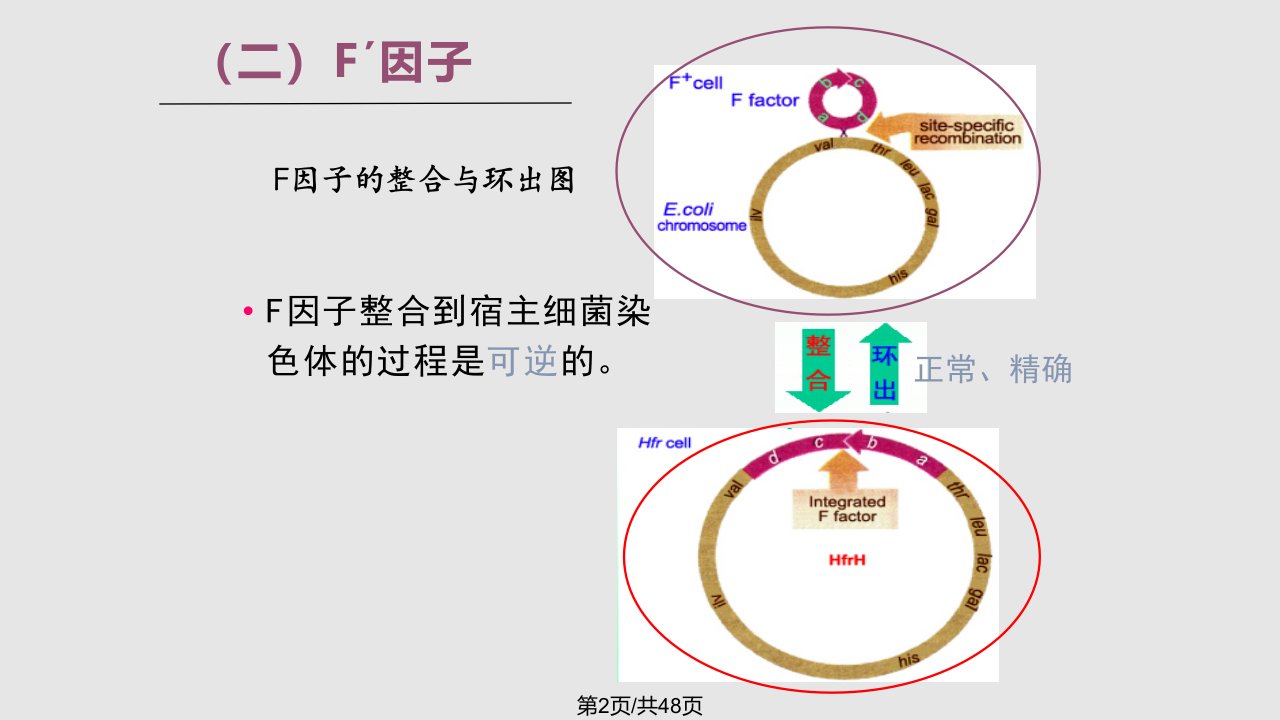 细菌和病毒遗传性导转导