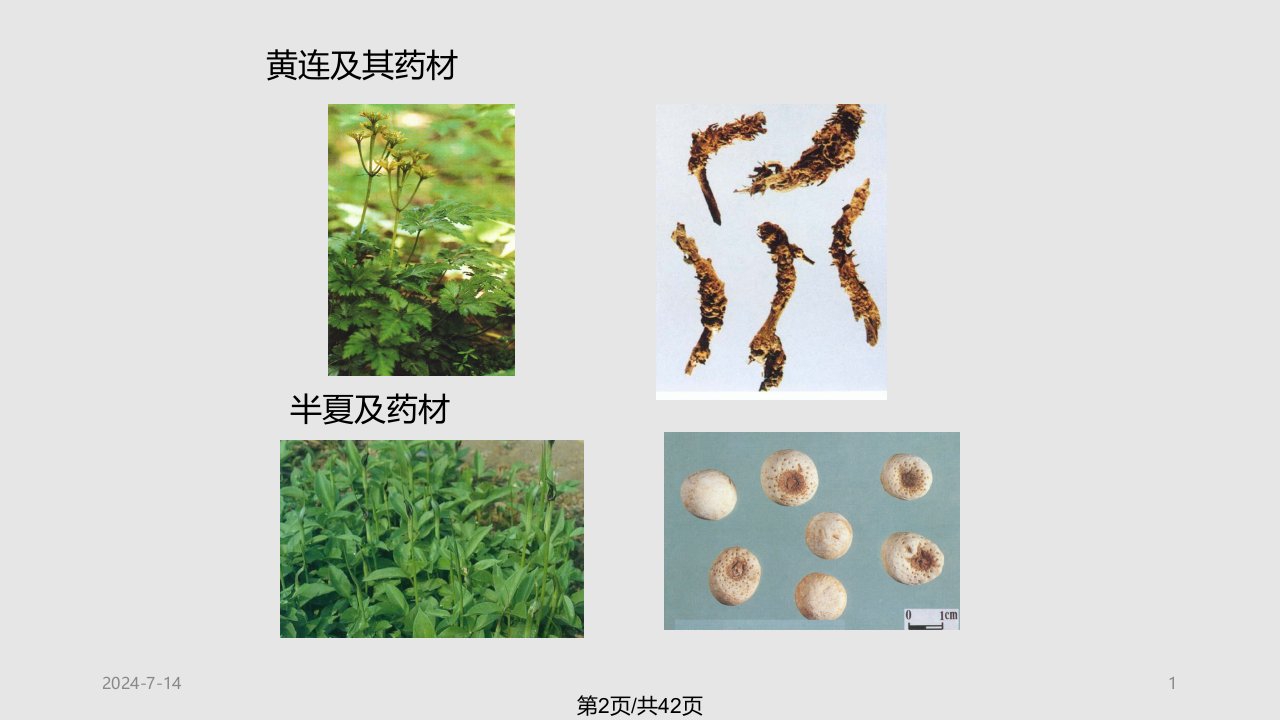 第三章植物的器官茎