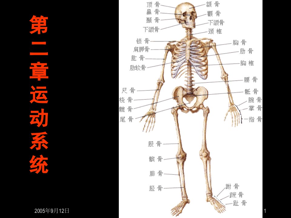 医学运动系统骨骼课件