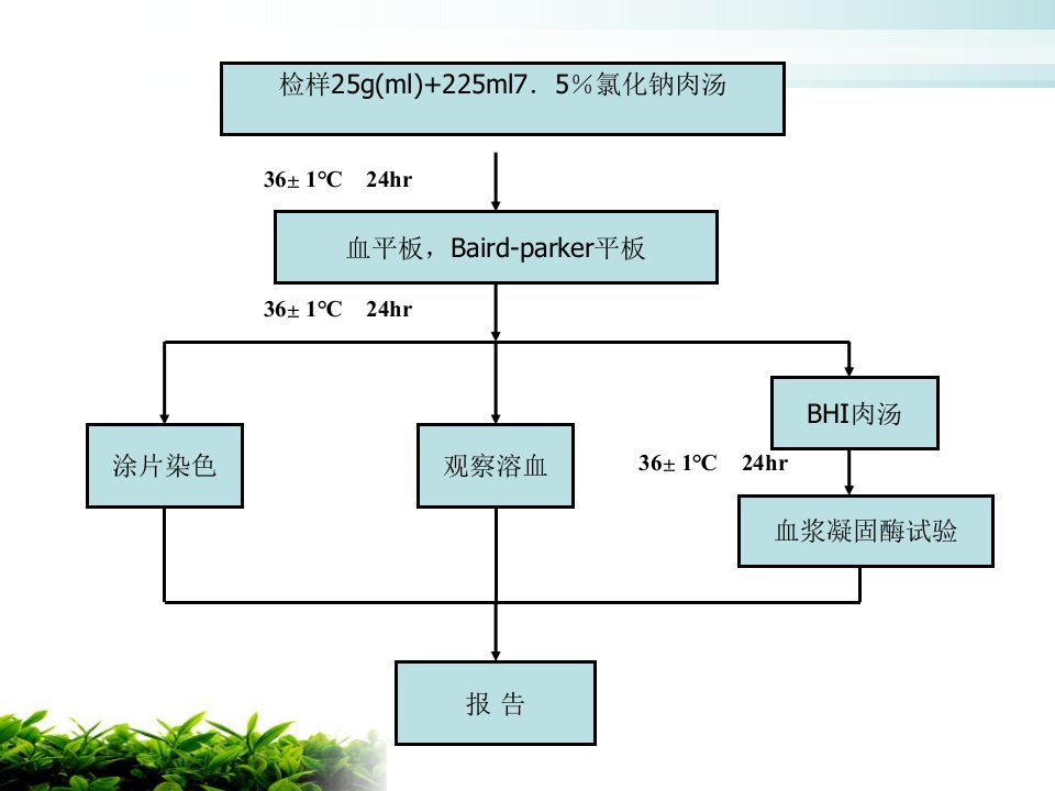 项目四金黄色葡萄球菌检测-革兰氏染色