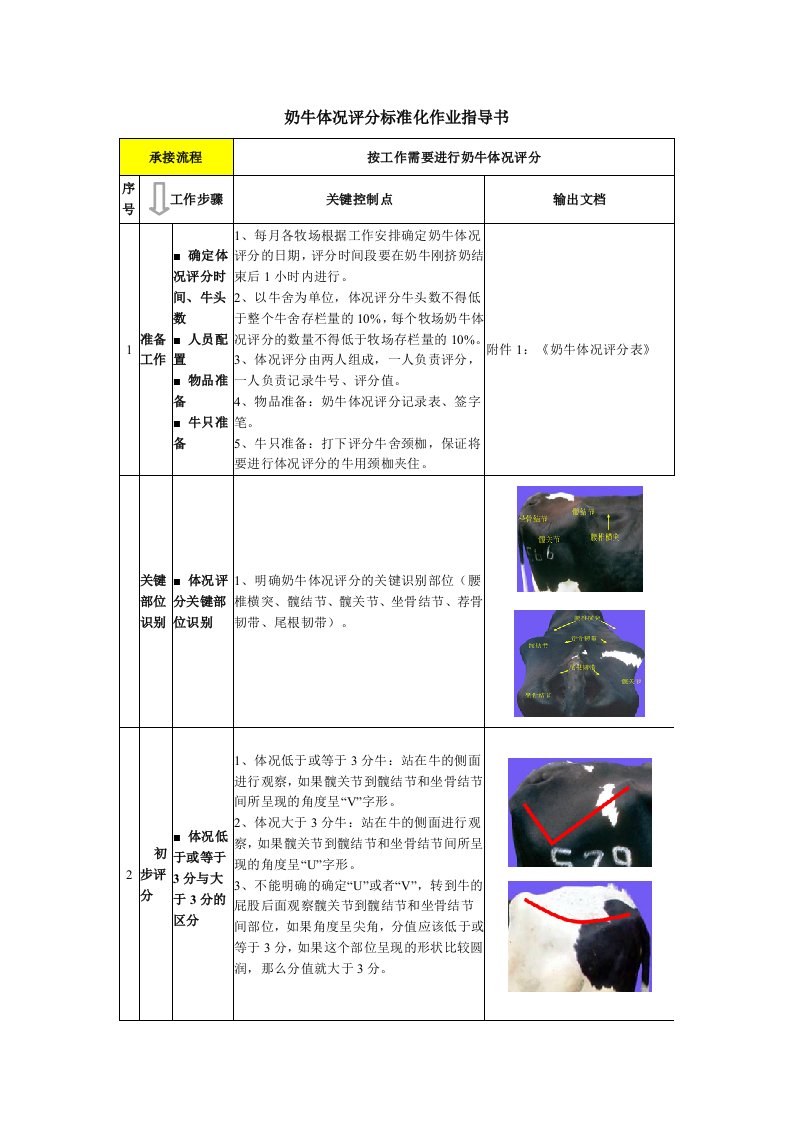 奶牛体况评分标准化作业指导书