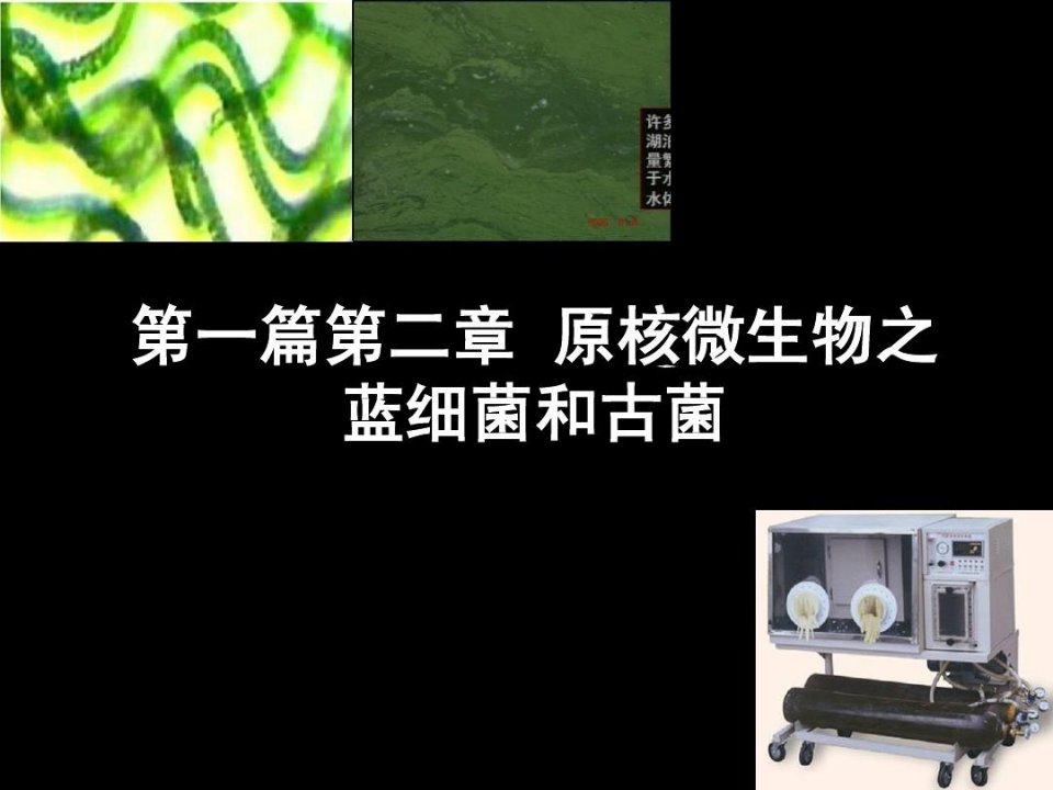 原核微生物之蓝细菌和古菌