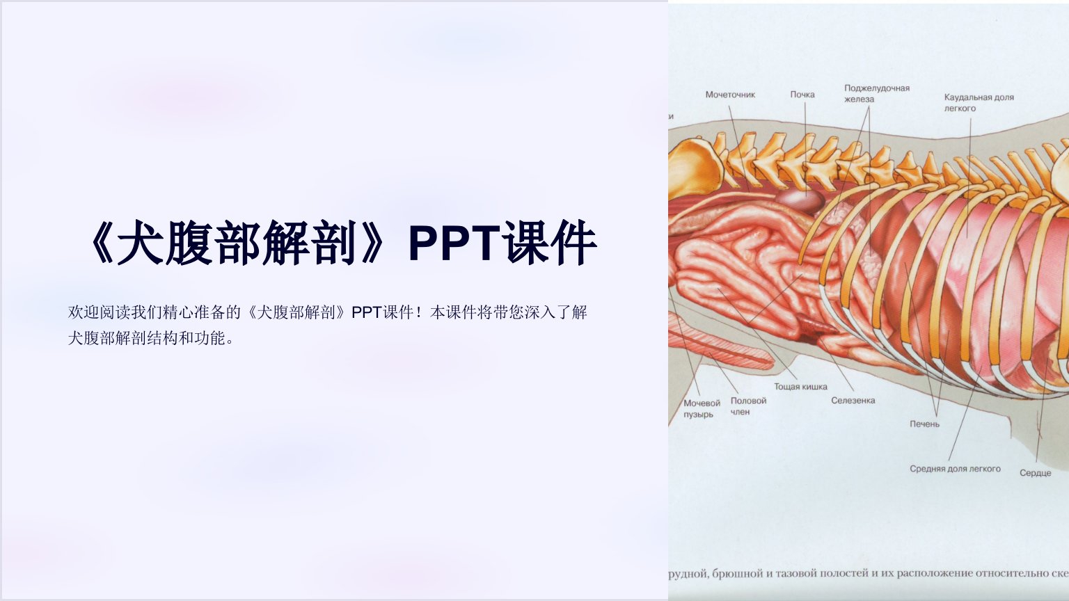 《犬腹部解剖》课件