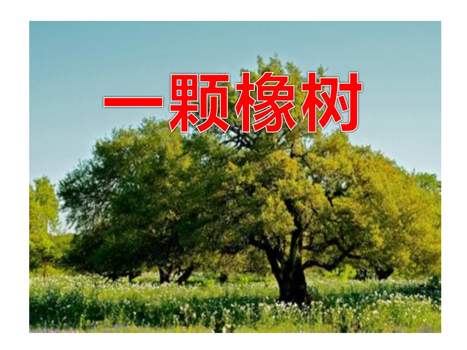 27《一棵橡树》2-西师大版四年级上册语文