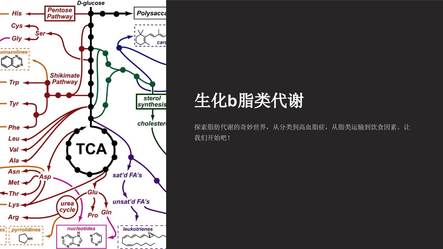 《生化b脂类代谢》课件